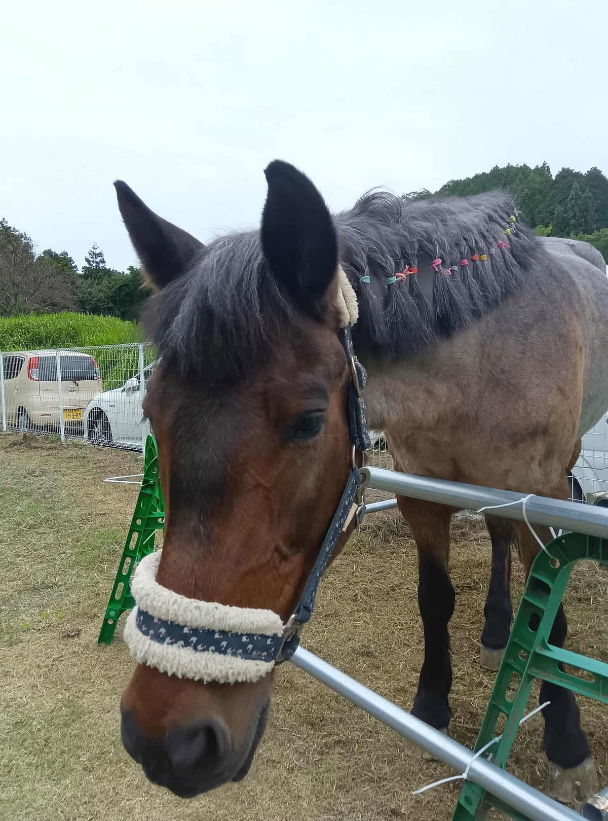 馬の顔のクローズアップ